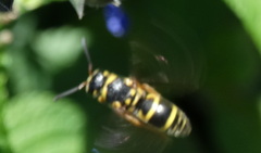 Parancistrocerus fulvipes