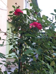 Rosa