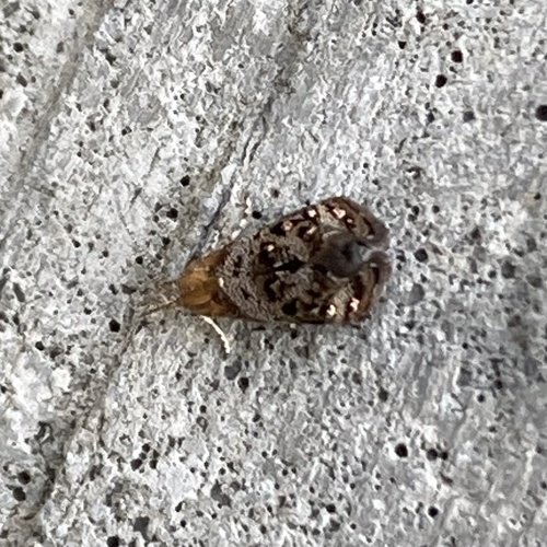 Everlasting Tebenna Moth photo 5