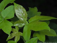Phyllocnistis liquidambarisella