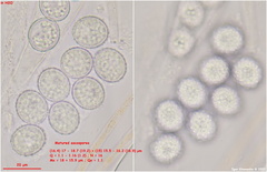 Scutellinia minor