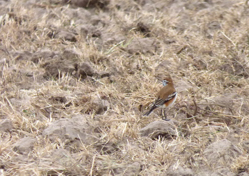 Rusty-backed Monjita (Neoxolmis rubetra), photo 3