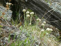Antennaria anaphaloides