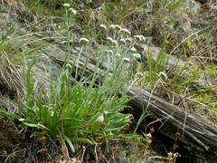 Antennaria anaphaloides