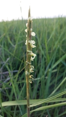 Sporobolus anglicus