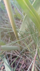 Sporobolus anglicus