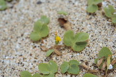 Ixeris repens