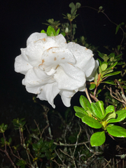 Rhododendron pseudochrysanthum