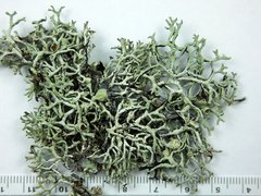 Hypogymnia gracilis