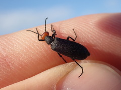 Epicauta atrata