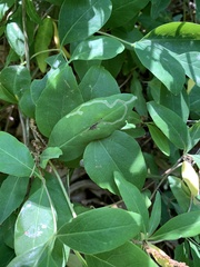 Aulagromyza cornigera