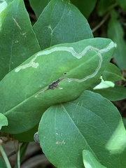 Aulagromyza cornigera