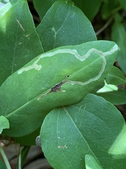 Aulagromyza cornigera