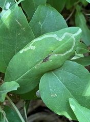 Aulagromyza cornigera