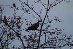 Patagioenas araucana