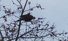 Patagioenas araucana