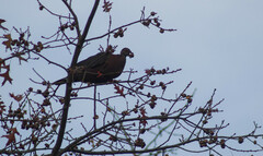 Patagioenas araucana
