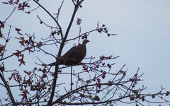 Patagioenas araucana