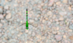 Erythemis vesiculosa