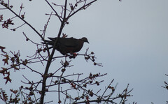 Patagioenas araucana