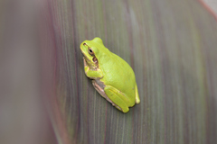 Hyla japonica