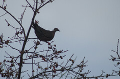 Patagioenas araucana