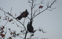 Patagioenas araucana