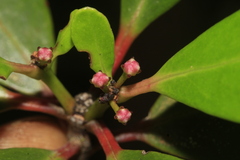Boronia hartleyi