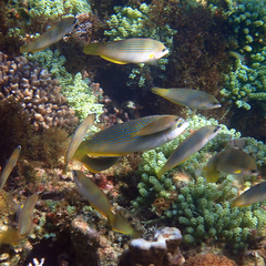 Anampses elegans