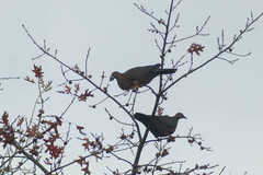Patagioenas araucana