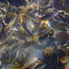 Anampses elegans