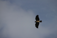 Buteo jamaicensis