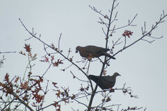 Patagioenas araucana
