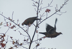 Patagioenas araucana