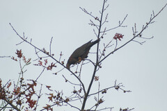 Patagioenas araucana