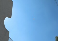 Saucerottia beryllina