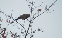 Patagioenas araucana