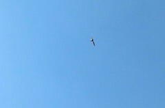 Saucerottia beryllina