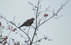 Patagioenas araucana