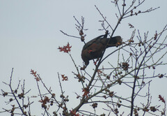 Patagioenas araucana