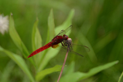 Crocothemis servilia mariannae