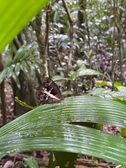 Posttaygetis penelea