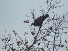 Patagioenas araucana