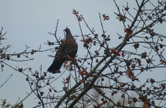 Patagioenas araucana