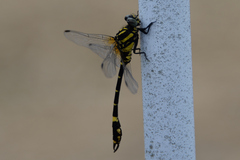 Melligomphus viridicostus