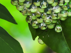 Agalychnis dacnicolor