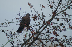 Patagioenas araucana