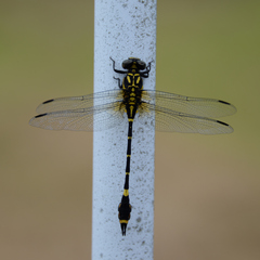 Melligomphus viridicostus