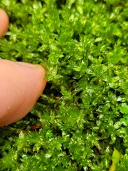 Rosulabryum subtomentosum