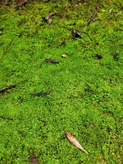 Rosulabryum subtomentosum